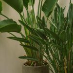 plants shop product gallery img 011
