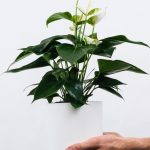 plants shop product gallery img 1