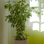 plants shop product gallery img 10